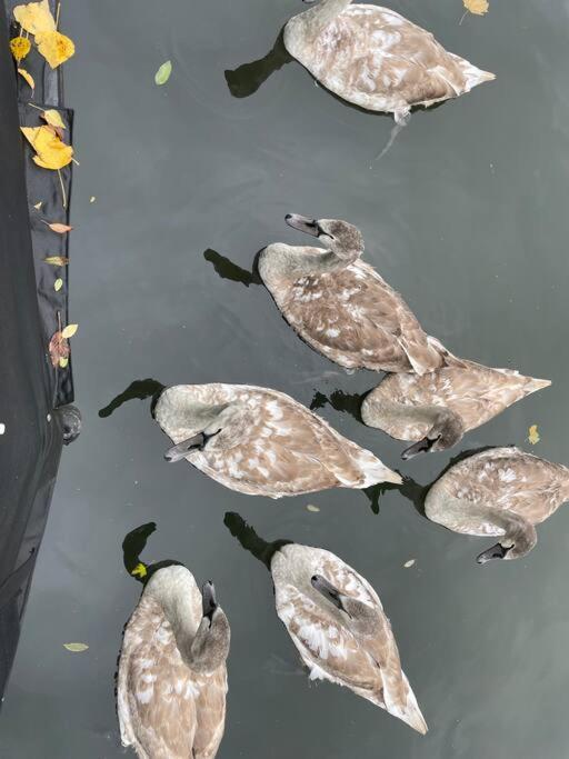 Hotel Comfy Canal Boat In Little Venice For Family & Friends Londres Exterior foto